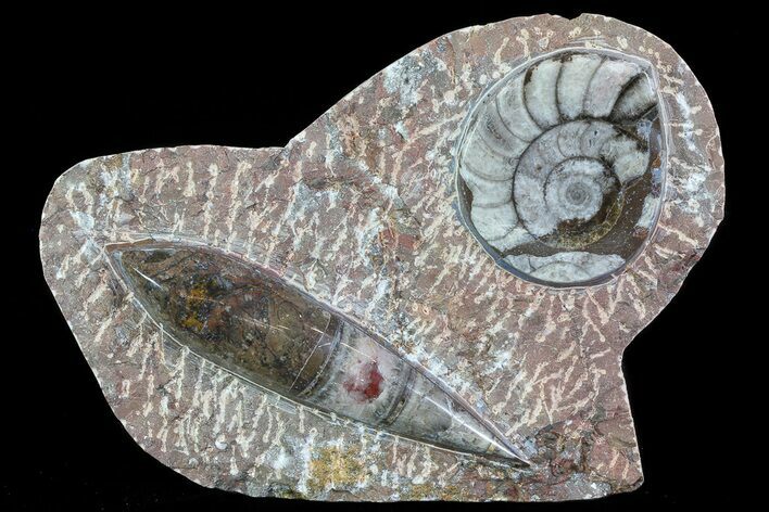 Fossil Goniatite & Orthoceras Display #77196